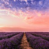 photo lavender flower field under pink sky