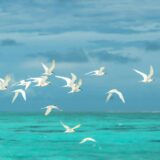 flock of white seagulls flying over the ocean