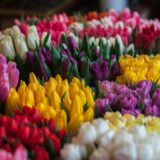 close up of multi colored tulips