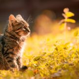 tabby kitten sitting on the grass